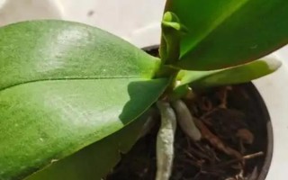 蝴蝶兰叶子变薄的原因，可能是水分太多或光照不足所致
