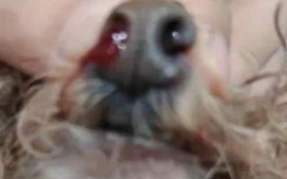 狗狗为什么流鼻涕带血，一般是鼻炎或鼻窦炎、上火、白血病等疾病引起