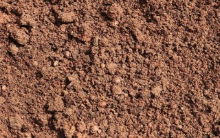 黄桃北方能种植吗，在北方是可以种植黄桃的