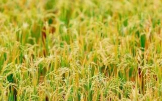 什么是再生稻，种一茬能收获两回的水稻