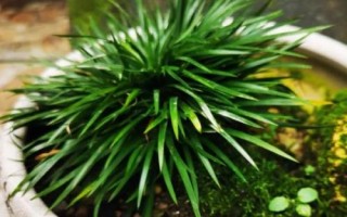 菖蒲的拼音，读音是chāng pú