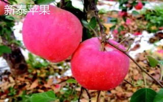 山东泰安市的水果特产