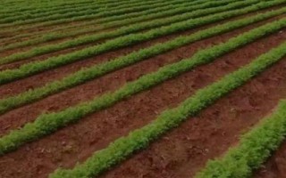 胡萝卜最佳种植时间,秋萝卜一般在7月下旬播种