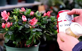 浇花用啤酒好不好，可增加养分并促进光合作用