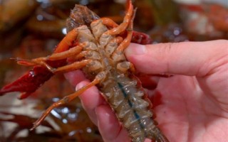 养殖的小龙虾是不是比野生的干净，人工养殖的水质条件更好