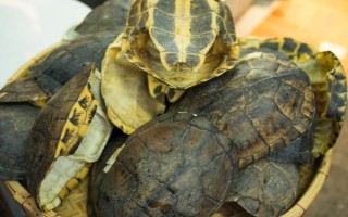 石金钱龟的销售方式，都会有人上门进行收购