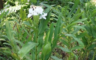 姜花的种植技术,喜欢生长在温暖偏高温的环境中