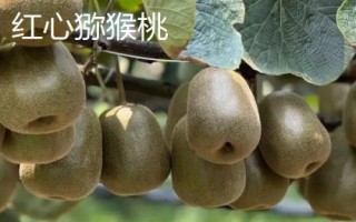 红心猕猴桃与绿心猕猴桃的区别,外观和味道均不同