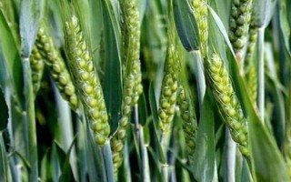 山农36小麦品种的特性,适宜播期10月5~15日