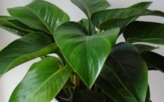 金钻怎么养,要遵循见干见湿的浇水方式