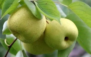 安徽省亳州市的特产，有苏赵梨、苔干菜等