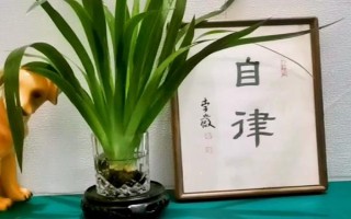 紫鸢尾花的花语,寓意吉祥幸运、信仰崇敬等