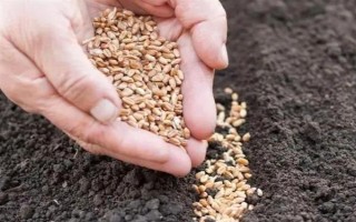 强筋小麦如何种植，管理重点在于预防小麦旺长和倒伏