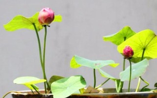 盆栽荷花安全越冬的方式，霜降后将其转移至设施保护地进行越冬