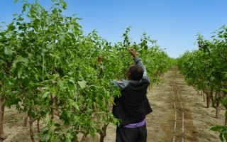 枣树的种植技术,一般分为春栽和秋栽
