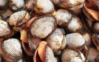 花甲的品种,常见的有花蛤、毛蛤、文蛤等