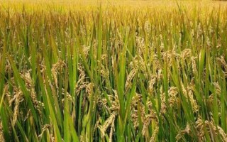 盐416S水稻种简介,在海南陵水2月10日播种