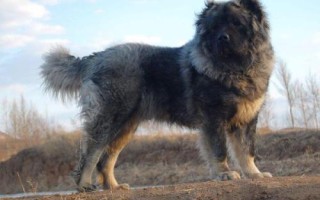 高加索犬和藏獒谁更厉害，高加索犬的体型更大但藏獒更凶猛