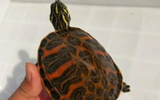 火焰龟怎么养殖，平时要让它们多晒太阳