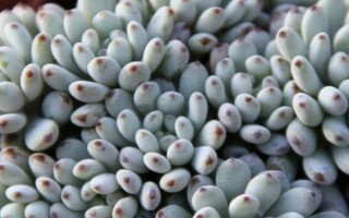 蓝豆多肉如何度夏，把它放在有散射光处养护