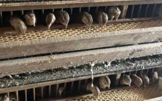 鹌鹑为什么会乱啄，大多都是因为养殖过密，鹑舍不干净而造成的