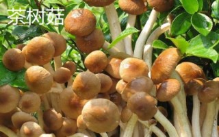 南方适合种哪些水果,海南省和云南省适合种植榴莲