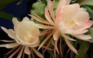 昙花的开花时间与什么有关，开花时间与气候有关