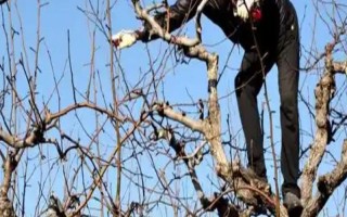 梨树的剪枝方法，剪短过长的枝条可节省养分