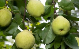 昆明呈贡宝珠梨原产地种植保护的措施，规划形成雨洪公园并结合园区生态冲沟、道路绿化