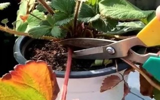 草莓的施肥间隔,萌芽期每隔20天追施一次氮肥