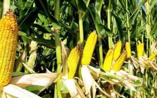 鑫玉968玉米种子特点，平均生育期140天