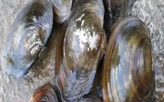 珍珠蚌适合在东北养殖吗，北方不宜养殖、在南方地区更合适