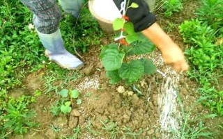 猕猴桃僵苗怎么处理，要适量浇水并定期施肥