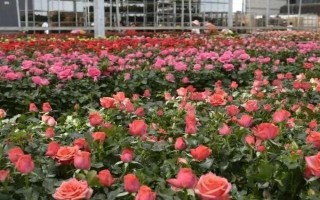 冬季养护玫瑰花的方法,确保当前环境的温度达到10℃以上