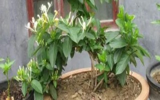 金银花盆景怎样制作,选好树材以后需进行修剪