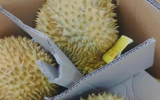 哪种榴莲好吃，金枕和猫山王榴莲的味道都可以