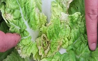 冬季蔬菜缺钙如何防治，不宜一次用肥过多