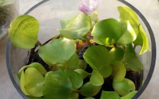 水葫芦能不能和鱼养在一起,会快速消耗氧气容易导致鱼类被闷死