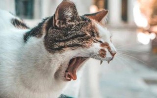 猫打喷嚏的原因，有可能是粉尘、毛发、浓烈气味刺激所致