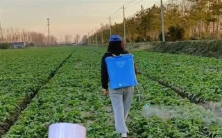 油菜为什么会僵苗，是受到干旱渍害、缺肥、病虫害等因素的影响