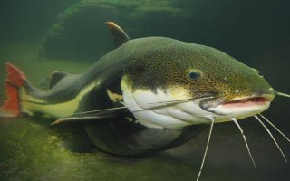 丸世8号鱼钩适合钓哪种鱼，适合钓黄颡鱼、黑鱼等