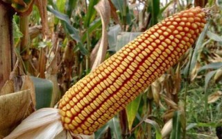 圣瑞568玉米种子简介，密度不超过每亩4500株