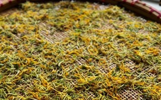 金银花什么时候采摘，在白蕾前期和白蕾期采摘为佳