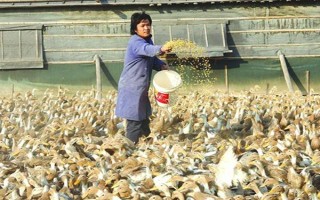 养殖1000只旱鸭的成本,鸭苗和鸭料成本总共需要2.3万元左右