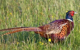 野鸡喜欢吃什么，喜欢吃各种昆虫、谷类、豆类等