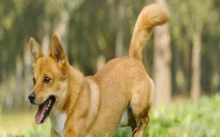 狗狗有皮肤病能不能洗澡，情况不严重时才能清洗