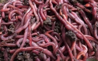 黑蚯蚓和红蚯蚓哪个钓鱼好