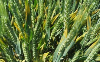 小麦条锈病有什么症状，叶片上会出现很多夏孢子堆