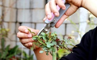 月季的浇水方法，夏季每天早晚各浇一次