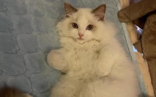 猫总打喷嚏的原因，可能是过敏了或鼻子有异物等